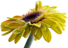 Alies 1FP978-yellow flower-26042014.png
