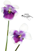 MR_Australian Native Violets.png