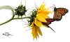 MR_Butterflies on Sunflower.png