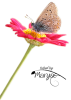 MR_Butterfly and flower.png