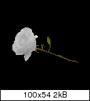 295654545ko0a.gif