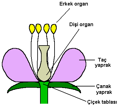 ciceklerde-erkek-disi.PNG