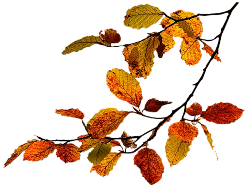 0_87387_6346c703_l9iuar.png