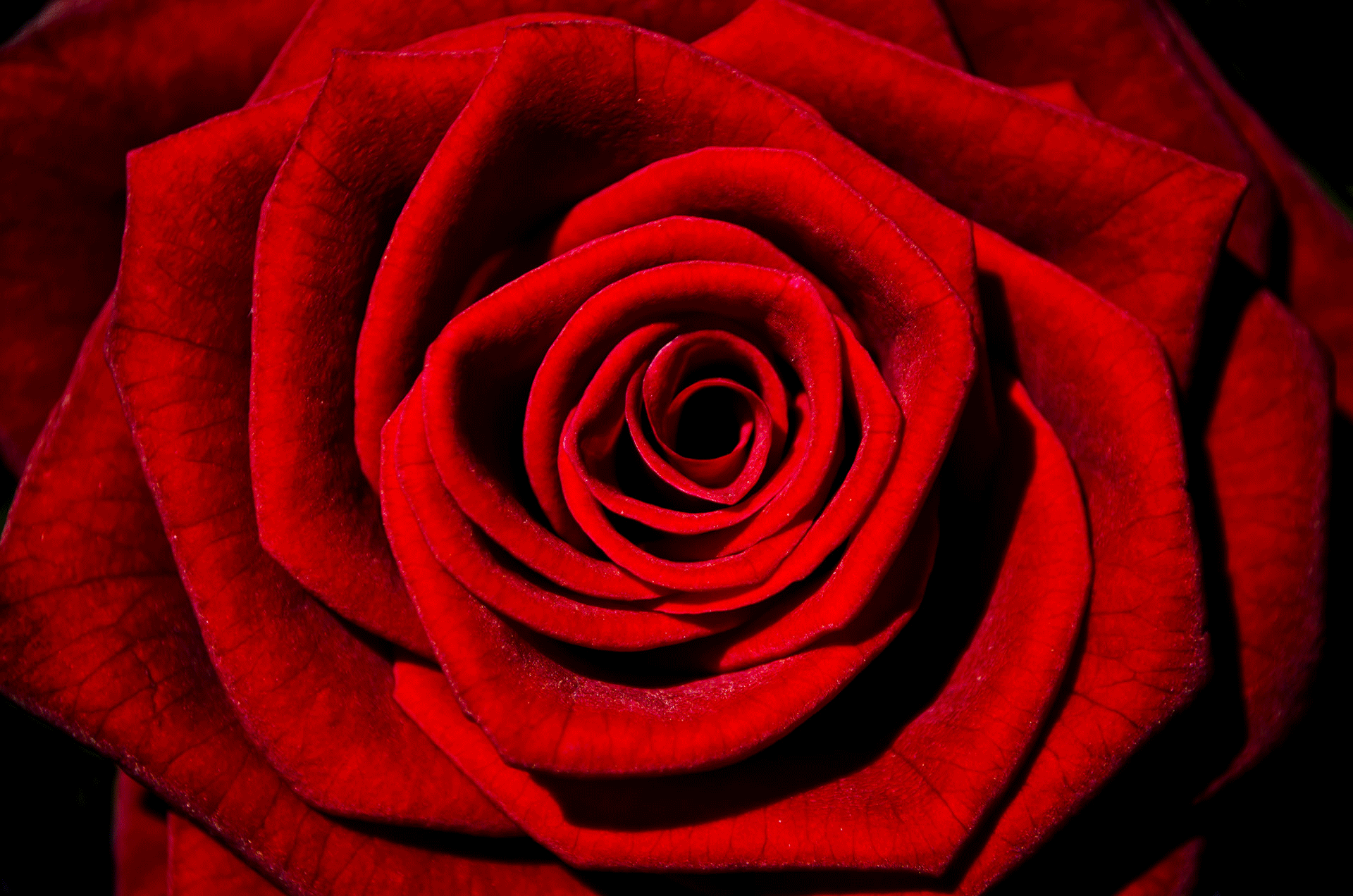 rose-v160920161201_2f7jyf.gif
